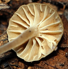 Camarophyllopsis