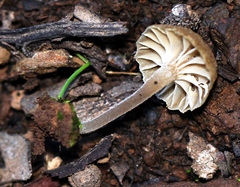 Camarophyllopsis