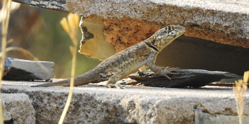 Etheridge's Lava Lizard