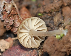 Camarophyllopsis
