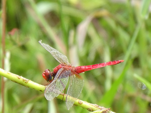 Broad Scarlet