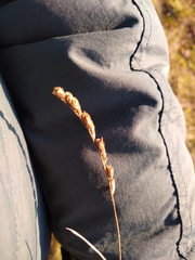 Odontites vernus