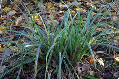 Carex pendula