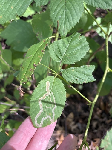 Unknown species found near Mississippi Blvd NW, Coon Rapids, MN, US