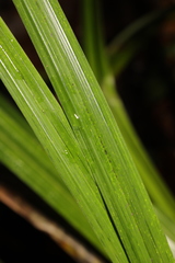 Carex pendula