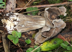 Helvella maculata