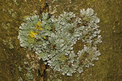 Parmelia sulcata