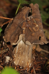 Helvella maculata