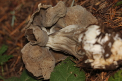 Helvella maculata