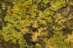 Xanthoria parietina