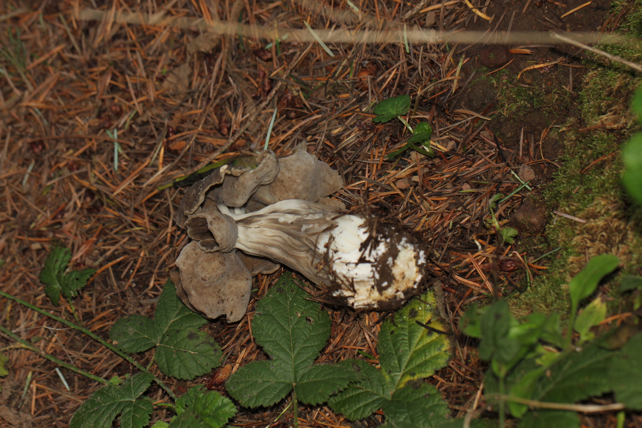 Helvella maculata image