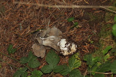 Helvella maculata
