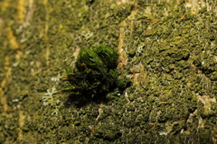 Lewinskya affinis