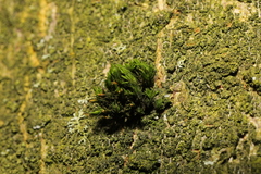 Lewinskya affinis