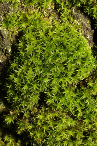 Trichostomum brachydontium