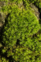 Trichostomum brachydontium