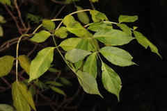 Sambucus nigra
