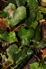 Hedera helix
