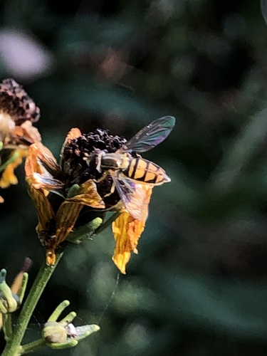 Unknown species found near Nichols Park, Chicago, IL, US