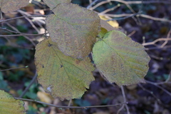 Corylus avellana