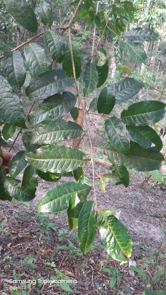 Pera barbellata