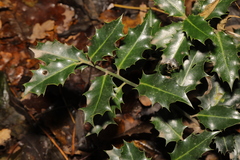 Ilex aquifolium