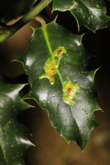 Phytomyza ilicis