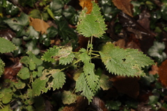 Urtica dioica
