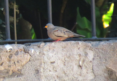 Columbina cruziana