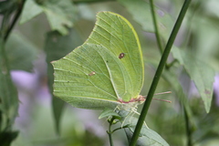 Anteos maerula