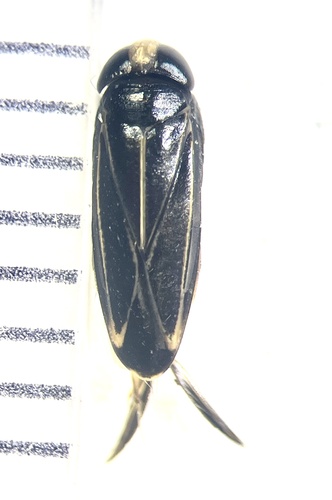 Sigara hydatotrephes