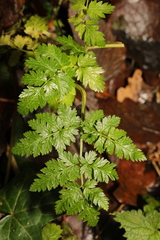 Anthriscus sylvestris