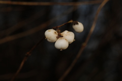 Symphoricarpos albus