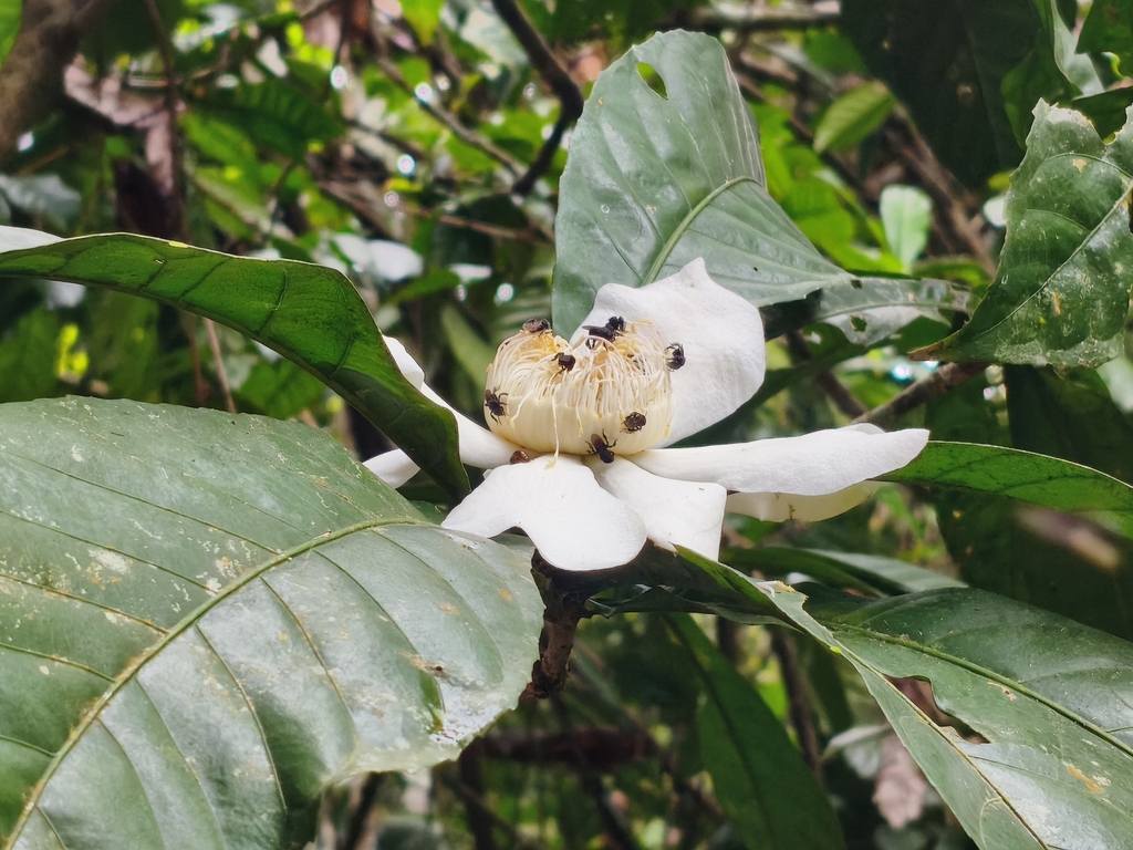 Chiết sen – Gustavia augusta