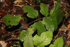 Heracleum sphondylium