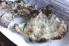 Calcipostia guttulata