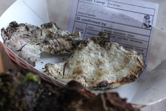 Calcipostia guttulata