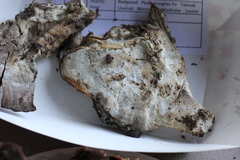 Calcipostia guttulata