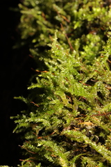 Brachytheciaceae