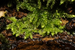 Brachytheciaceae