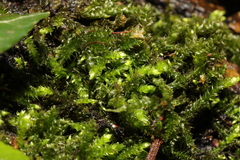 Brachytheciaceae