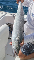 Scomberomorus cavalla