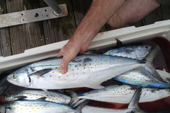 Scomberomorus maculatus