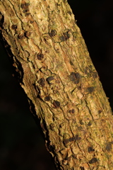 Sambucus nigra