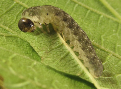 Tenthredo ferruginea