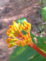 Palicourea rigida