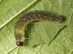 Tenthredo ferruginea