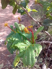 Palicourea rigida