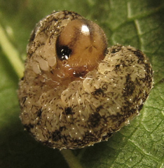 Tenthredo ferruginea