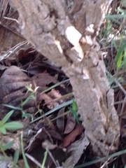 Palicourea rigida